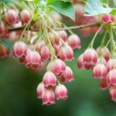 도리도리 이미지