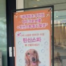 댕냥이 미용소 이미지