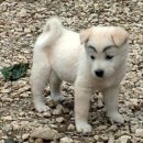 멍뭉# 이미지
