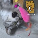 덴탈버디 | 고양이양치의 번뇌 [버디부덴탈펜vs페스룸치약칫솔] 내돈내산 후기