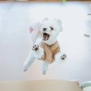 멜리애견유치원 이미지