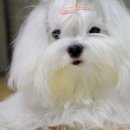 화난돼지 이미지