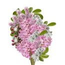 평화식당 이미지