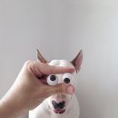 애견스케치 이미지