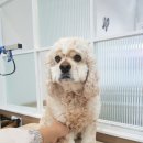 설 grooming 이미지
