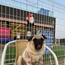 서촌동 댕번지 이미지