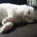 양덕동물병원 이미지