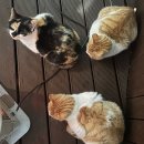 보쉬카서비스 동해삼척점 | 삼척 숙소 고양이 있는 펜션 | 바베큐, 냥이 위주| 재방문 한 그리다 용화