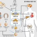 줄기세포가 뭐길래! 길라임 마저? - 줄기세포 풀어쓰기 이미지