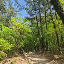 6월24일(금요일)태릉백세길~제명호~태,강릉 숲길 이미지