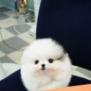 도그캐슬 | 포메라니안분양 고민 중이신가요? 예쁘고 건강한 아이를 찾는다면 별내강아지분양 도그캐슬!