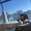 등교하개 이미지