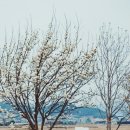 목련숲