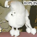멋내는애견 이미지