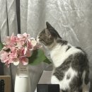 낭만고냥이 이미지