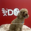 핫 dog 이미지