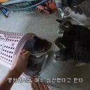 [haha ha] 얘는 매우 매우 사납다(feat.연님) 이미지