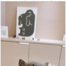 나비야 cat 이미지