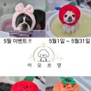아모르 댕 이미지