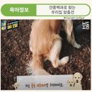 견종백과로 찾는 우리집 맞춤견