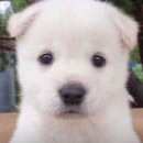 금봉칼국수 | 모르포니카는 앞으로 잘 살 일만 남았는데 나는 사람 구실을 못하네