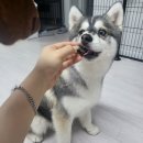 더셀주 이미지