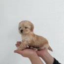 안녕, 멍냥 이미지