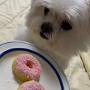 꽃길만걷개 이미지