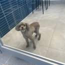 귀빈펫살롱 이미지