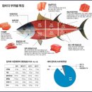 참치앤연어