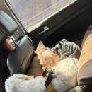 대창통닭 이미지