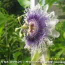 수정-14 Daum카페