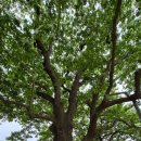 양재리이팝나무 이미지