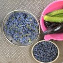 가술농장 이미지