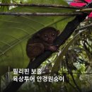 필리핀 보홀 안경원숭이 투어 예매 가격 시간 포토존 후기