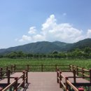 서오지리 | [세줄후기][장소] 화천 서오지리 연꽃단지 (강원도 화천군) ★★☆