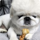강아지 수제간식 보관 급여 방법 치킨 오리 덴탈껌 후기