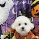 댕글 몽글 이미지