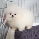 라페트 폼 이미지