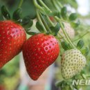 딸기축산 이미지
