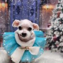 소망애견 이미지