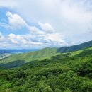 보강천 미루나무숲 이미지