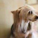 멜로디펫살롱 이미지