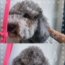 희망로H동물병원 이미지