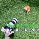 부산 서면 삼정타워 가챠 투어 선물, 역대급 디테일의 캐논 EOS R1
