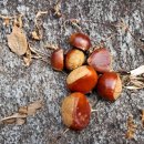 영학농장 이미지