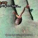 월인천강나비황차원 이미지