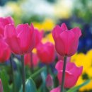 튜울립 이미지
