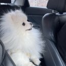 다옴 애견동반 펜션 | 양평 애견동반 펜션 <포레아> 내돈내산 후기