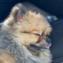 개린이 유치원 Daum카페